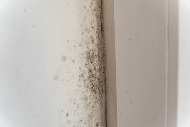 Mold Odor Removal Services in Newville, PA