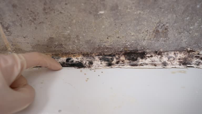 Best Mold Remediation for Healthcare Facilities  in Newville, PA